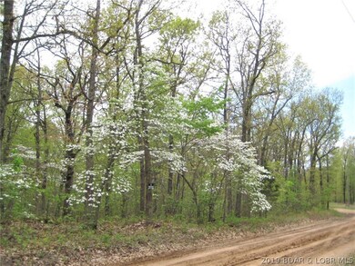 Beautiful dogwoods blooming in spring!