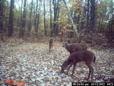 trailcam1