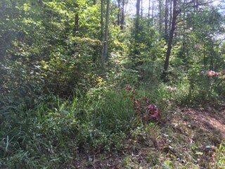 525 Cold Cave Rd, Wellington, KY 40387 - photo 3