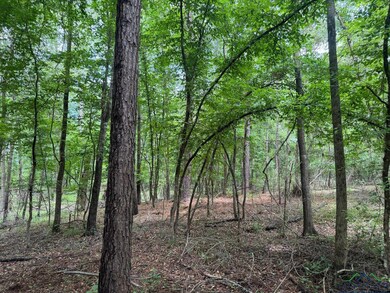 View of tree filled area