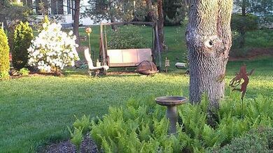 Back yard