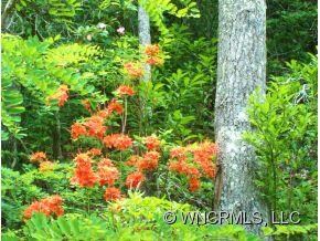 High Elevation Flowers Abound