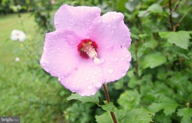 12808 Caldwell St, Rockville, MD 20853 - photo 2