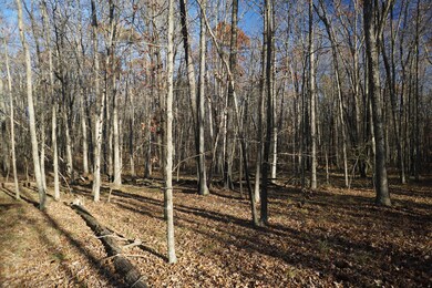 Old State Road Woods 2