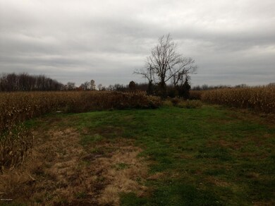CORN FIELD