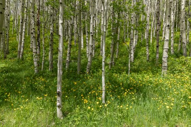 Aspens