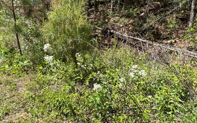 393 Old Orchard Rd, Ellijay, GA 30536 - photo 7