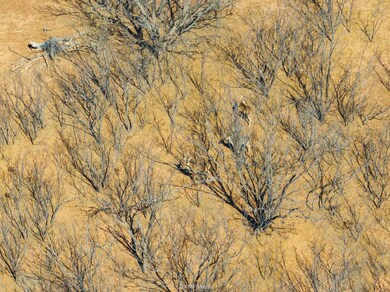 TBD County Road 260, Colorado City, TX 79512 - photo 6