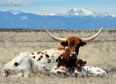 GRAZING TEXAS LONGHORNS!