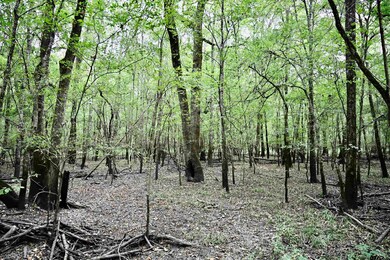 TBD W Fm 71, Talco, TX 75487 - photo 4