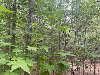 921 Jackson Rd, Ridgeway, SC 29130 - photo 6