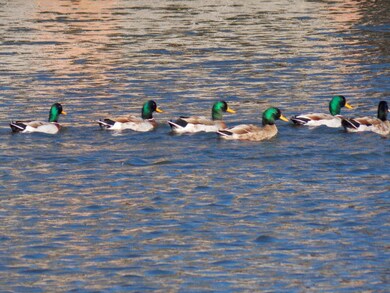 Lots 4-5 Cedar Ridge Rd, McComb, MS 39648 - photo 2