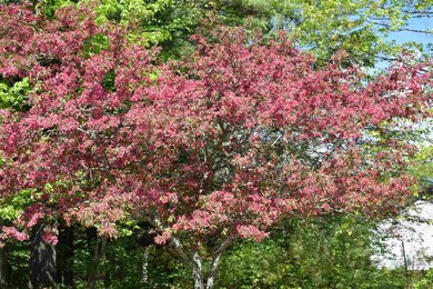 1084 Lancaster Rd, Lancaster, NH 03584 - photo 6