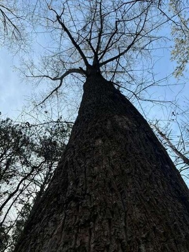 2994 Mount Zion Rd, Carrollton, GA 30117 - photo 5