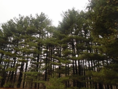 Mature Pines