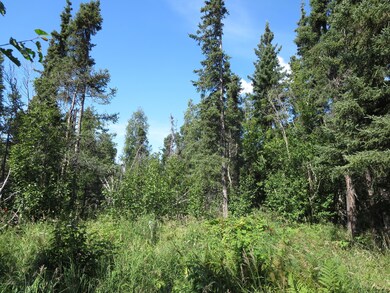tree cover