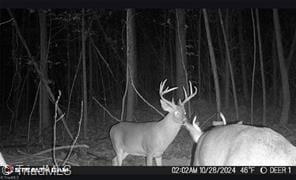 000 Caudle Rd, Pinnacle, NC 27043 - photo 6