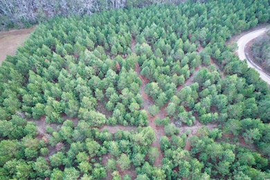 Lot 2 - TBD New Pine Rd, Johnsonville, SC 29555 - photo 5