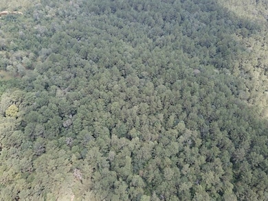 2955 County Road 441, Magnolia Springs, TX 75956 - photo 4