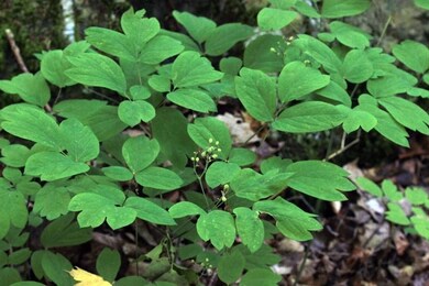 0 White Rd unit 4853123, Readsboro, VT 05350 - photo 4