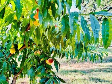 2225 N Fm 51, Weatherford, TX 76085 - photo 5