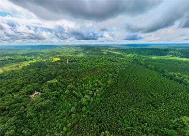 Drone / aerial view of a forest