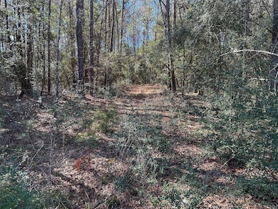 Ground level, mature trees