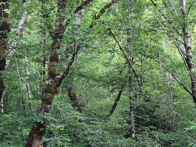 10777 Caves Hwy, Cave Junction, OR 97523 - photo 4