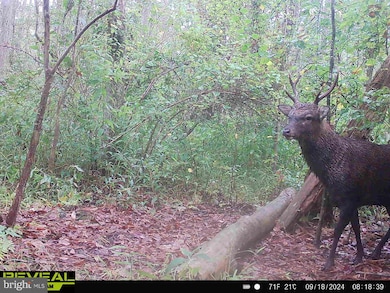 0 Callaway Wharf Rd, Galestown, MD 19973 - photo 5