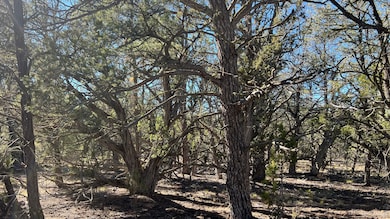 0 Paradise Loop unit 25411750, Quemado, NM 87829 - photo 6