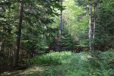 00 Vt Route 12 N, Brookfield, VT 05036 - photo 3