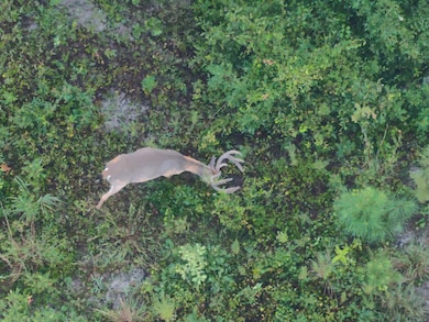 0 Laurel Branch Church Rd, Ivey, GA 31031 - photo 2