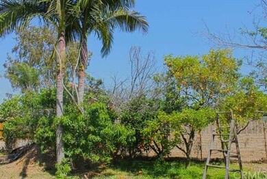 view from back porch of palms and citrus trees alo