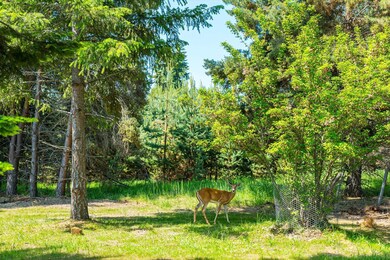 72 Pilots Trail, Bigfork, MT 59911 - photo 2