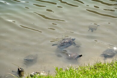 Turtles