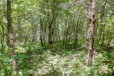 Run-off stream leading to pond