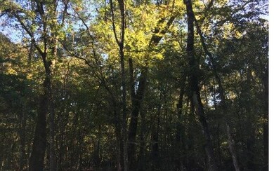 0 SW Manatee Terrace, Ft. White, FL 32038 - photo 2