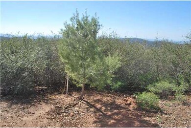 Pine Tree on property