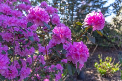 Rhododendron