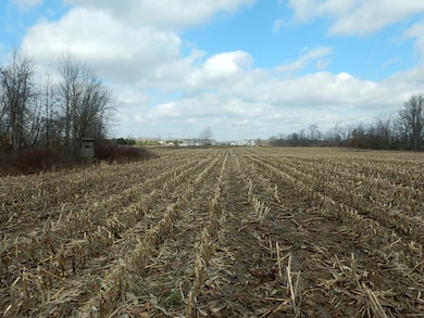 Back field
