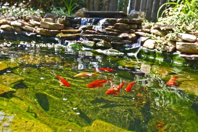 005_Koi Pond