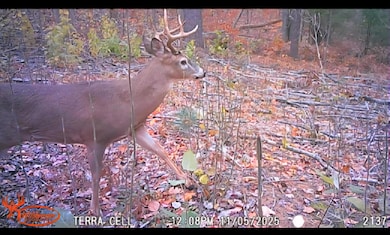 0 V L E 22 3 4 Rd, Manton, MI 49663 - photo 3