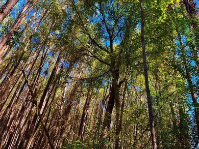 1000 Old Sylvarena Rd, Wesson, MS 39191 - photo 4