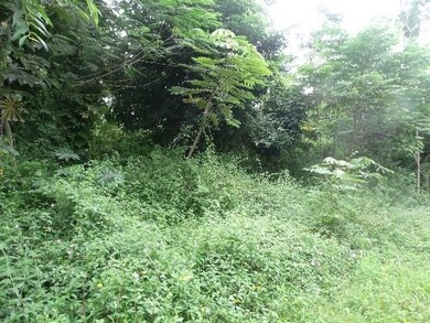 Green Green Nanawale lushness