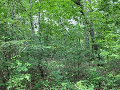 00 John Burch .path in woods. . . PG