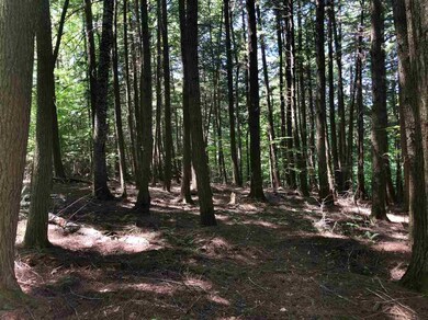 6 Fern Ln, Hanover, NH 03755 - photo 6