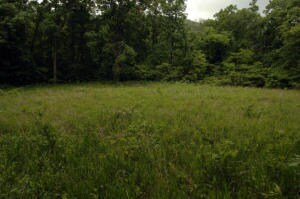 food plot