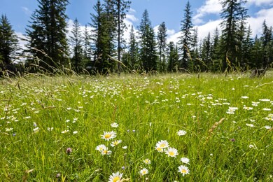 Lot 9 Block 8 Woodland Way, South Lawrence, SD 57754 - photo 4