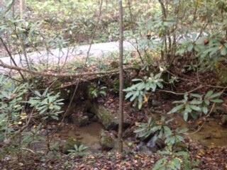 Creek within sight of the house.