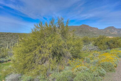 Lush Vegetation